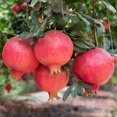 Pomegrante Punica granatum Mollar de Elche