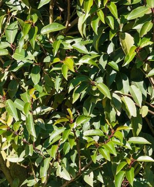 Portuguese Laurel