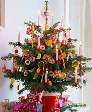 Pot Grown Nordmann Christmas Tree