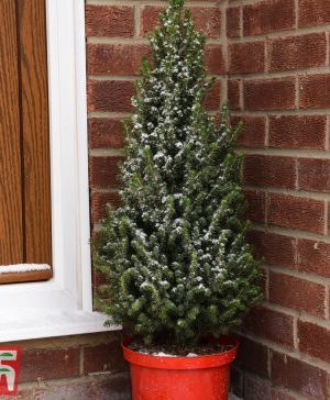 Garden Potted Christmas Tree - Picea Perfecta - Gift Thompson & Morgan