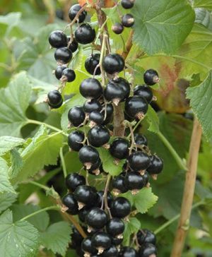 Premium Blackcurrant Big Ben