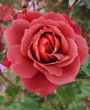 Premium Bush Rose Hot Chocolate