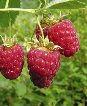 Premium Primocane Raspberry Autumn Bliss