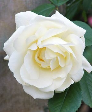 Premium Rose Notre Dame de Calais