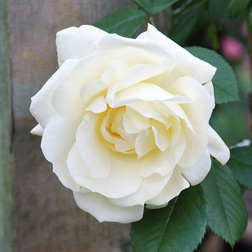 Premium Rose Notre Dame de Calais