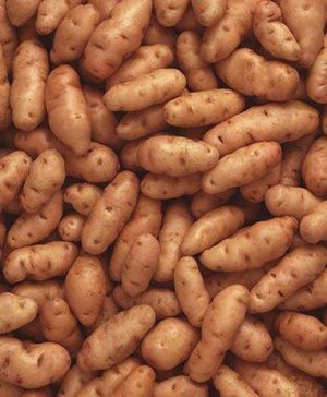 Premium Seed Potato Albert Bartlett Anya - salad