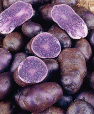 Premium Seed Potato Albert Bartlett Purple Majesty - maincrop