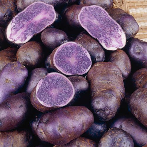 Premium Seed Potato Albert Bartlett Purple Majesty - maincrop