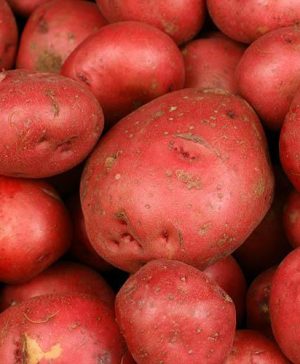 Premium Seed Potato Albert Bartlett Rooster - maincrop