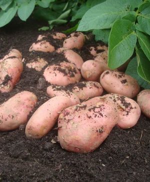 Premium Seed Potato Sarpo Mira - maincrop blight resistant