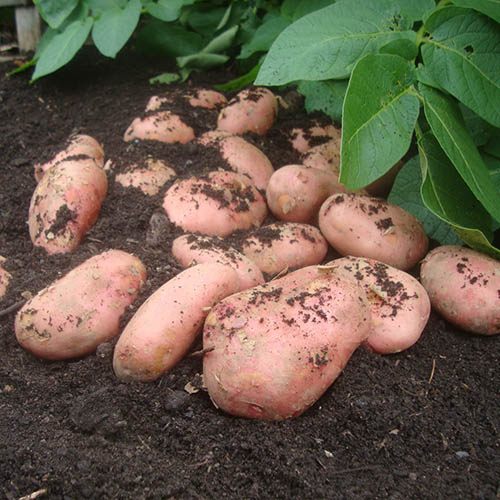 Premium Seed Potato Sarpo Mira - maincrop blight resistant