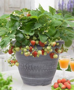 Premium Strawberry Planter