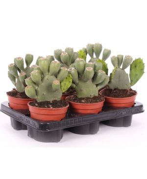 Garden Prickly Pear Cactus Flowers & Plants Co.