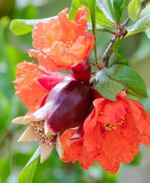 Punica granatum Maxima Rubra