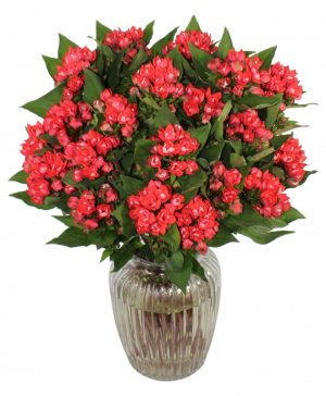 Garden R is for Romance Flowers & Plants Co.