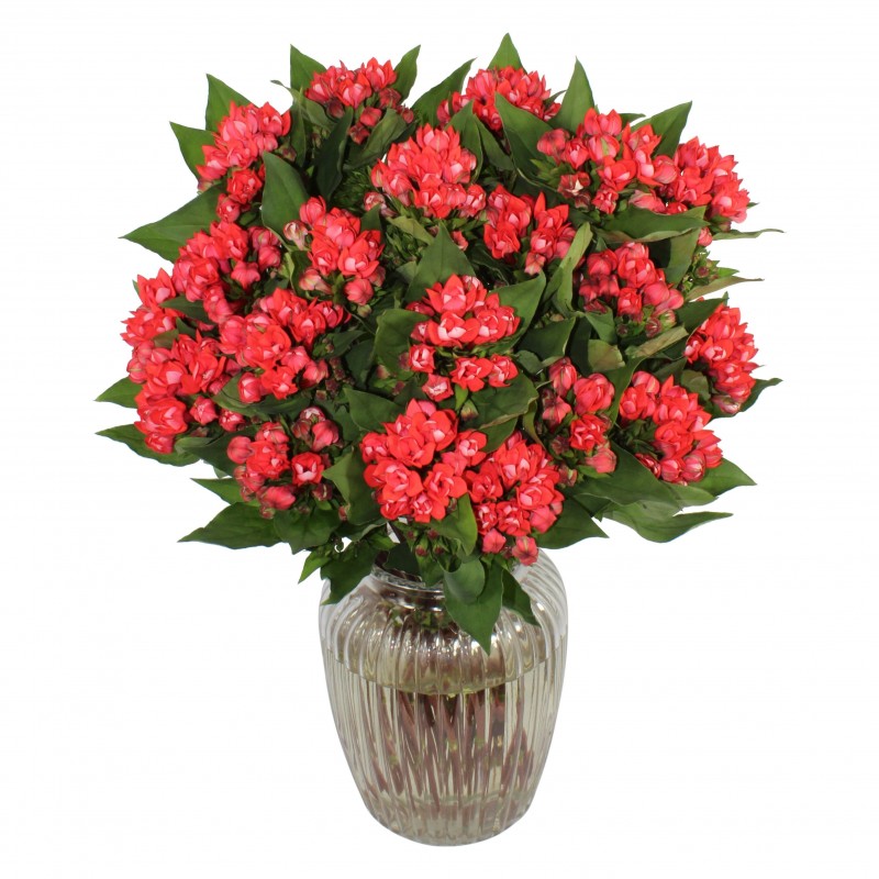 Garden R is for Romance Flowers & Plants Co.