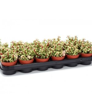 Garden Rainbow Bush Flowers & Plants Co.