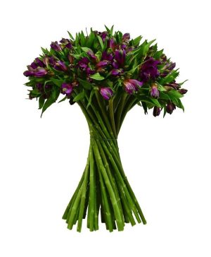 Garden Rainforest Flowers & Plants Co.