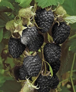 Raspberry Black Jewel