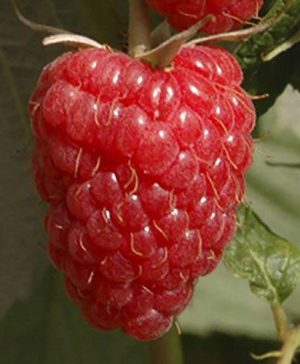 Raspberry Glen Ample