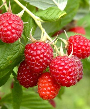 Raspberry Long-Cane