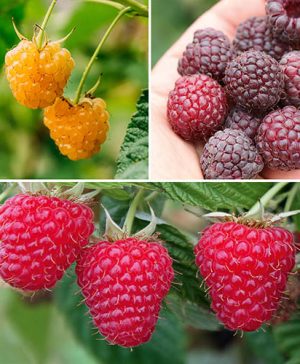 Raspberry Summer Lovers Collection