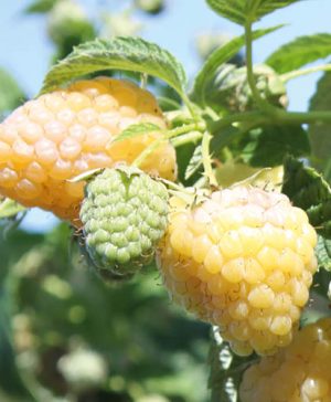 Raspberry Summer Lovers Garden Gold