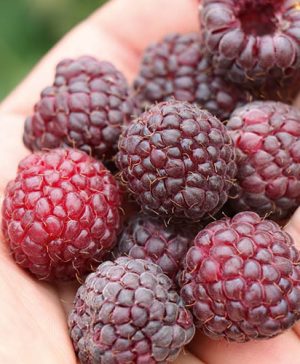 Raspberry Summer Lovers Garden Purple