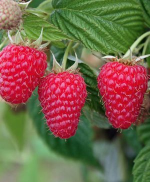 Raspberry Summer Lovers Garden Red