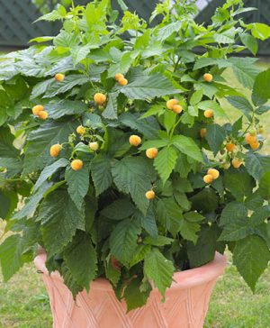 Raspberry Summer Lovers Patio Gold