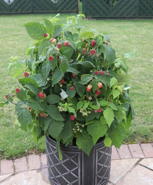 Raspberry Summer Lovers Patio Red