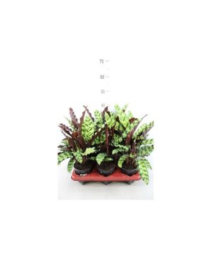 Garden Rattlesnake Plant Flowers & Plants Co.