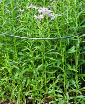 Ready to Rust Curved Steel Plant Supports 3 Pack