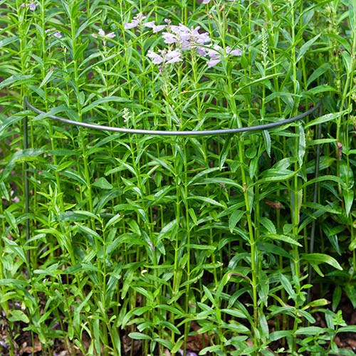 Ready to Rust Curved Steel Plant Supports 3 Pack