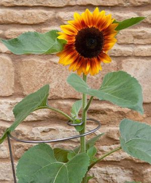 Ready to Rust Spiral Steel Plant Supports 3 Pack