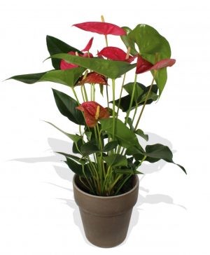 Garden Red Anthurium Flowers & Plants Co.