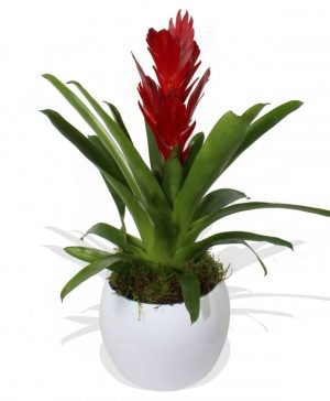 Garden Red Bromelia Flowers & Plants Co.