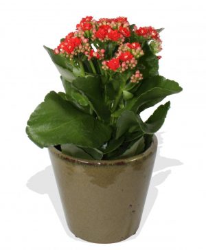 Garden Red Kalanchoe Plant Flowers & Plants Co.