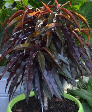 Red Leaf Peach Rubira