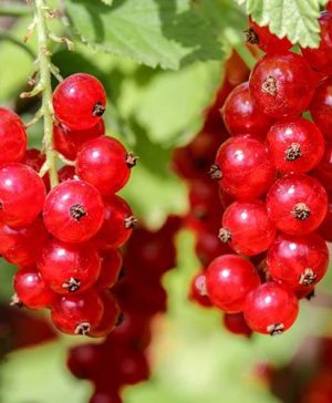 Redcurrant Jonkheer van Tets