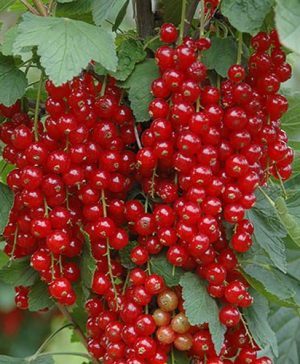 Redcurrant Rovada