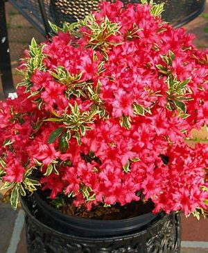 Rhododendron Bollywood