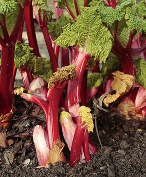Rhubarb Apple Delight 9cm potted