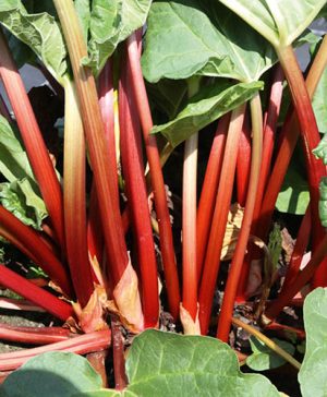 Rhubarb Sanvitos Early