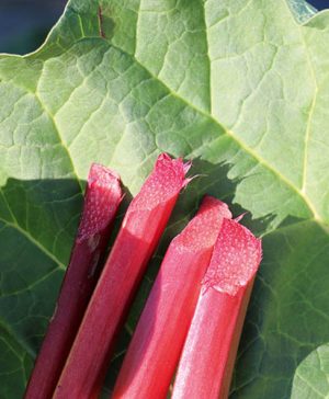 Rhubarb Sanvitos Red
