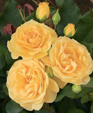 Rose Absolutely Fabulous