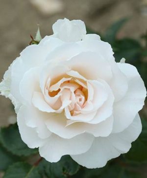 Rose Margaret Merrill