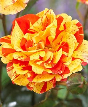 Rose Oranges and Lemons