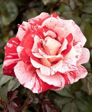 Rose Raspberry Ripple (Papageno)