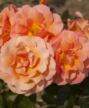 Rose Scent from Heaven Rose of Year 2017